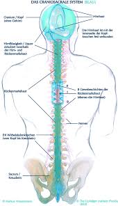 Cranio sacrale grafik